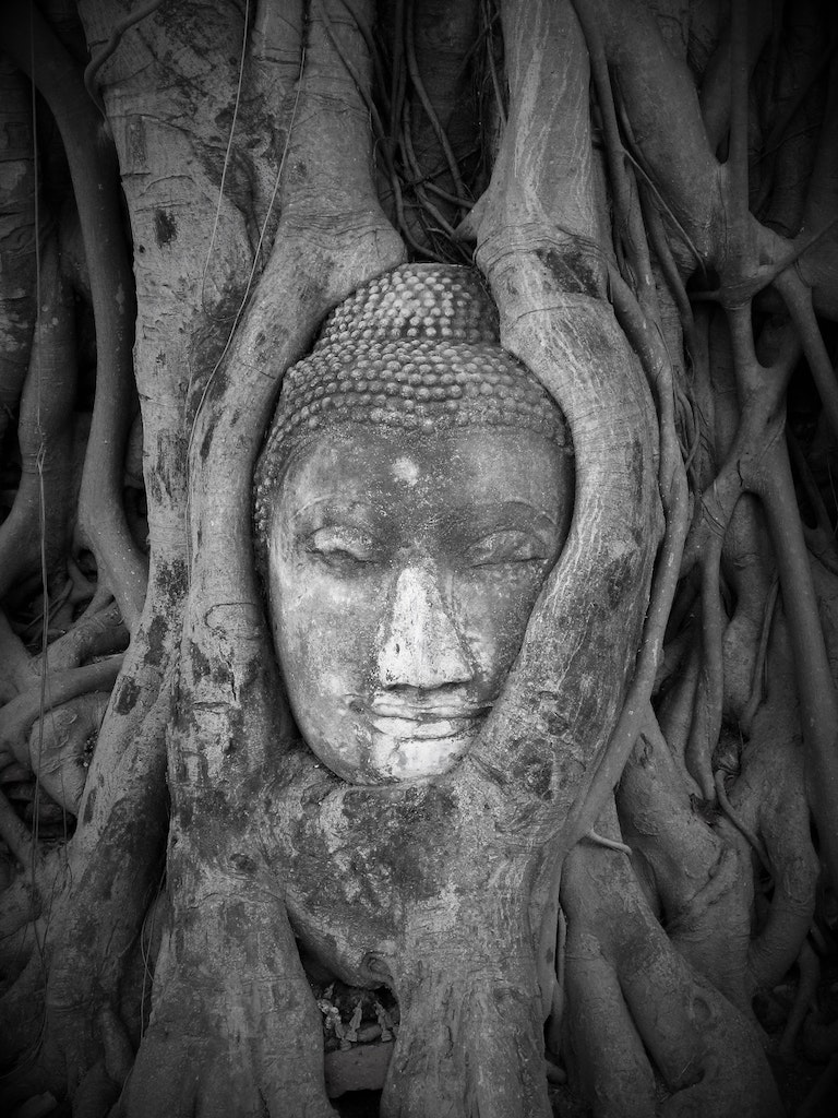 Sacred Earth Trust - TreeBudhha