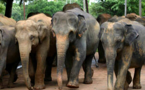Read more about the article Memories of Elephants
